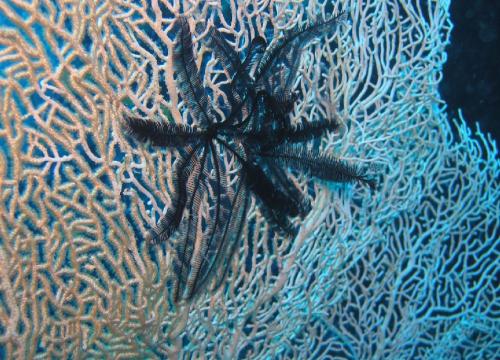 Z ARCHIWUM SKSP BARAKUDA