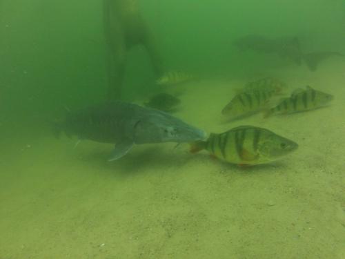 Płotki - Lipiec 2014