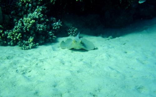 Wyprawa MARSA ALAM 2017