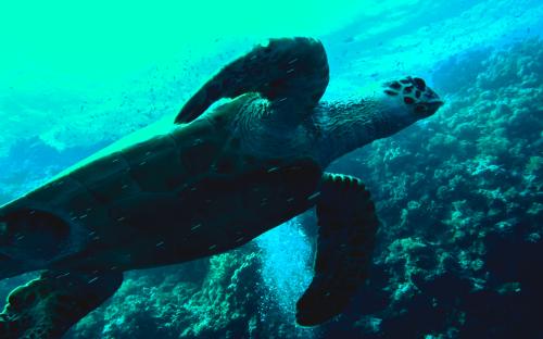 Wyprawa MARSA ALAM 2017