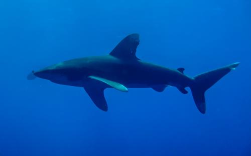 Wyprawa MARSA ALAM 2017