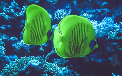 Wyprawa MARSA ALAM 2017