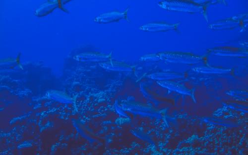 Wyprawa MARSA ALAM 2017